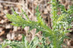 Nodding plumeless thistle